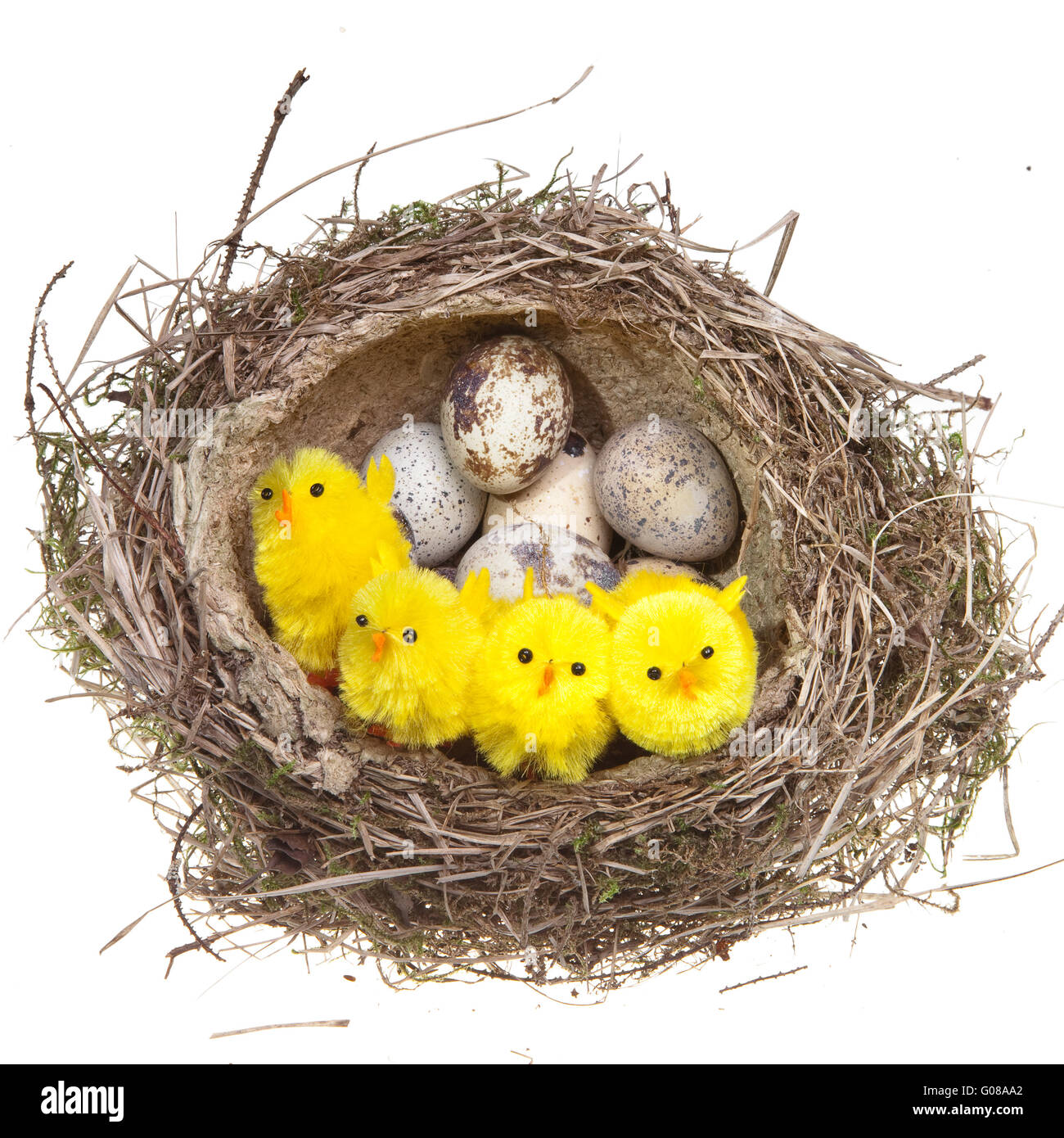 Nest mit Eiern und Hühnern auf weißem Hintergrund Stockfoto