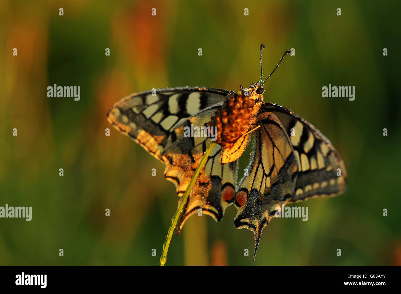 Gemeinsamen gelbe Schwalbenschwanz Stockfoto