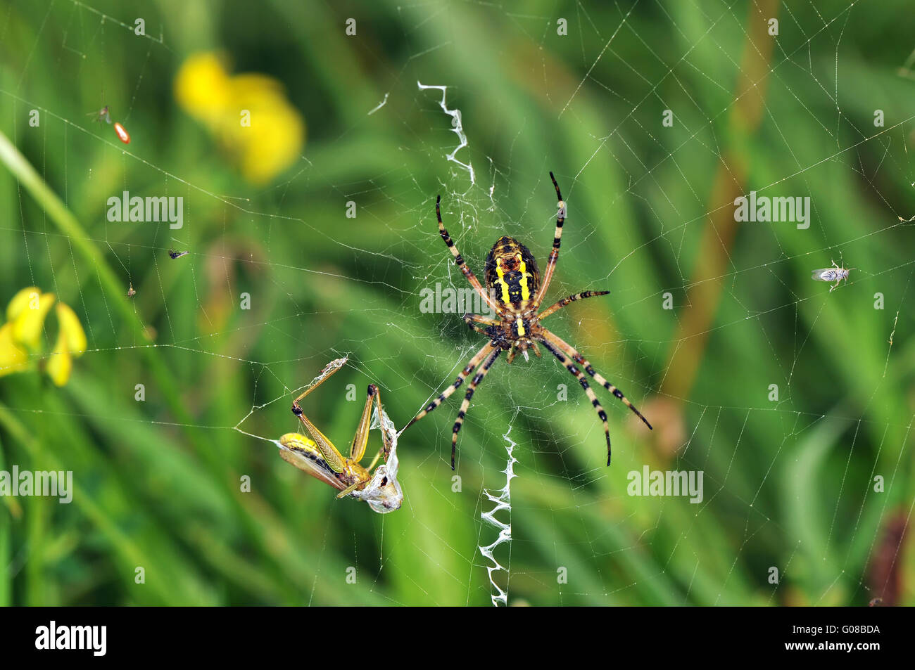 Wasp spider Stockfoto