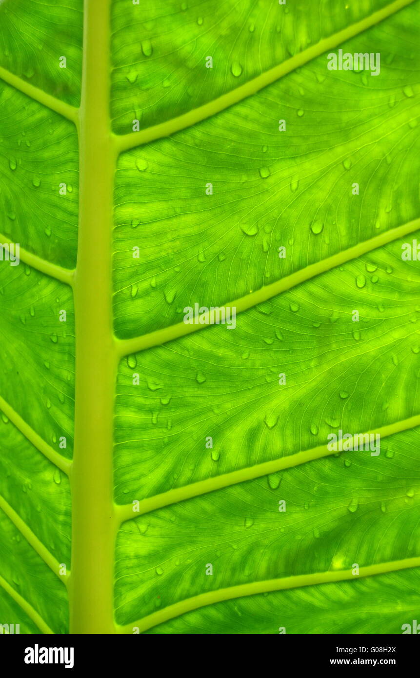 Wassertropfen auf einem Blatt In einem tropischen Regenwald Stockfoto