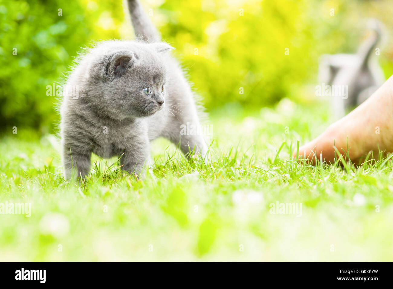 Waschende Katze Stein Statue | Ein Süßes Kätzchen Für Den Außenbereich - Österreich