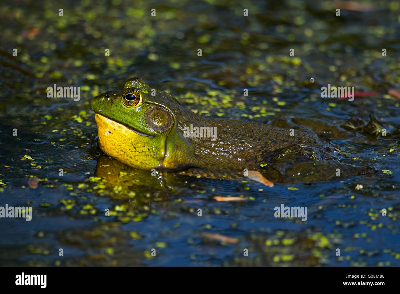 Amerikanischer Ochsenfrosch Stockfoto