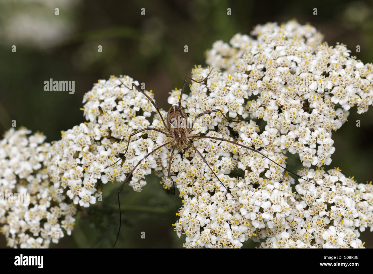 Braune Spinne auf einer Schafgarbe Blüte in Korsika, Frankreich Stockfoto