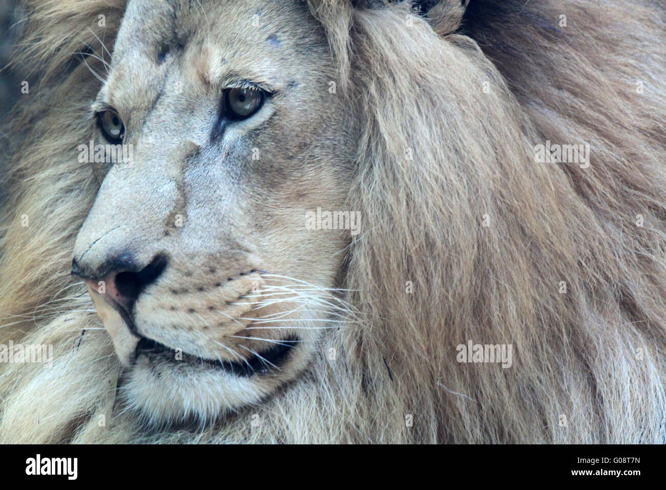 Afrikanische männlichen Löwen Stockfoto
