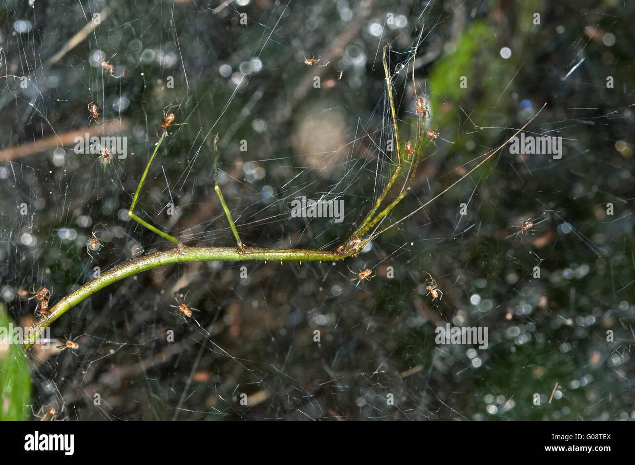 Neotropischen Arten von sozialen Spinnen mit Beute Stockfoto