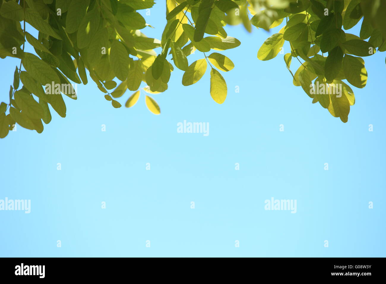 Frische grüne Blätter vor blauem Himmel Stockfoto