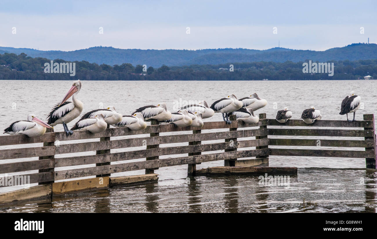 Australien, New South Wales, Central Coast, Tuggerah See am langen Steg, verschlafene Pelikane im Salzwasser Creek Reserve Stockfoto