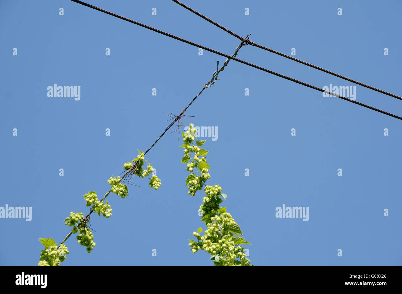 Hopfen und Drähte Stockfoto