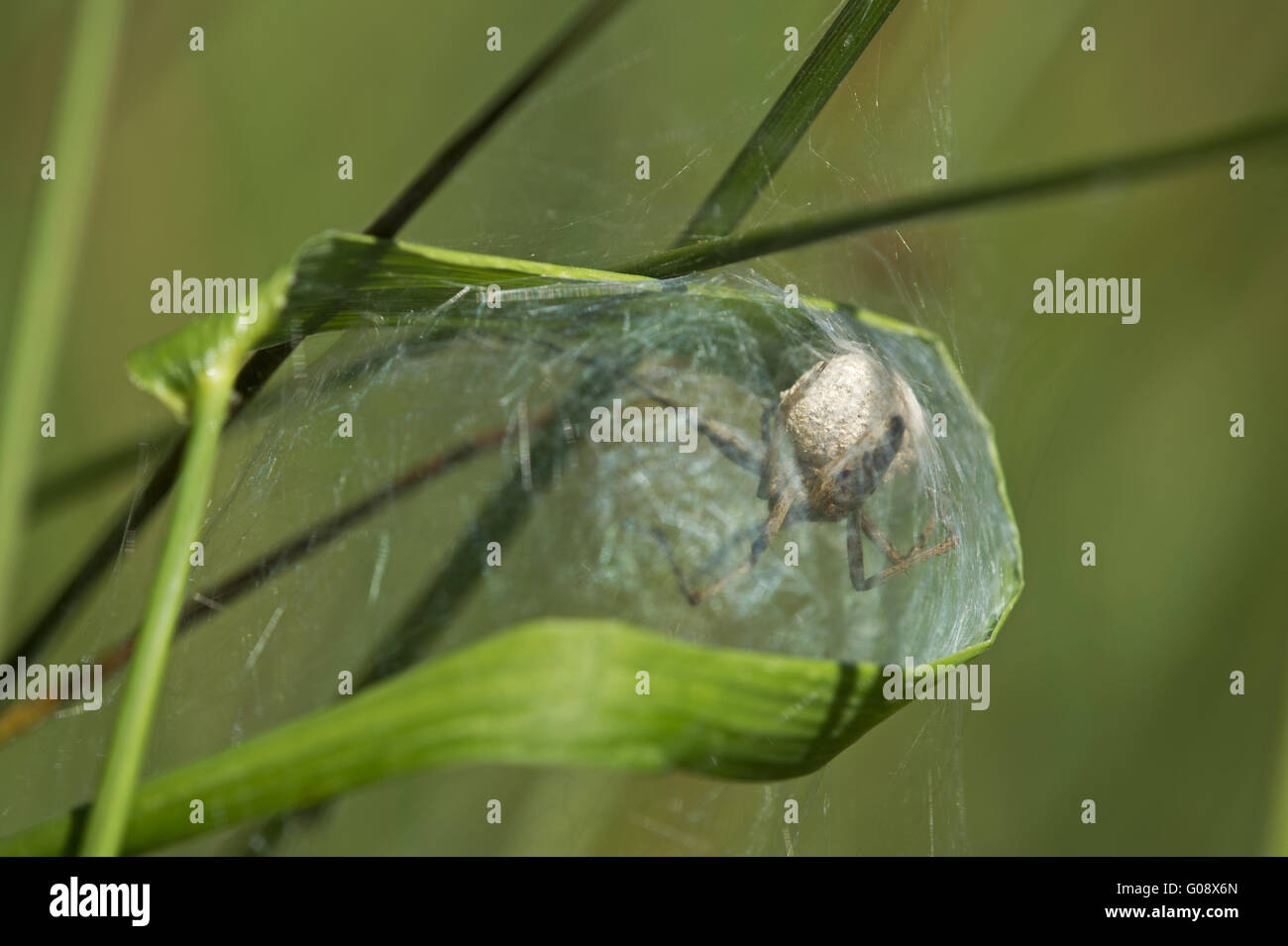 Weibliche Baumschule Web Spider Pisaura Mirabilis carryi Stockfoto