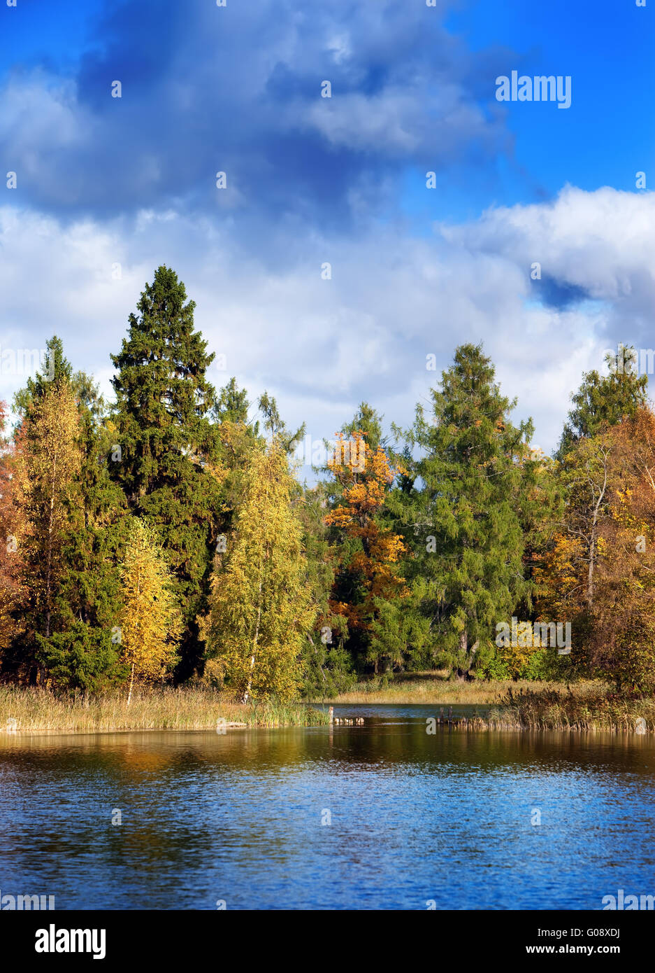 Das helle Holz Herbst spiegelt sich im See Stockfoto