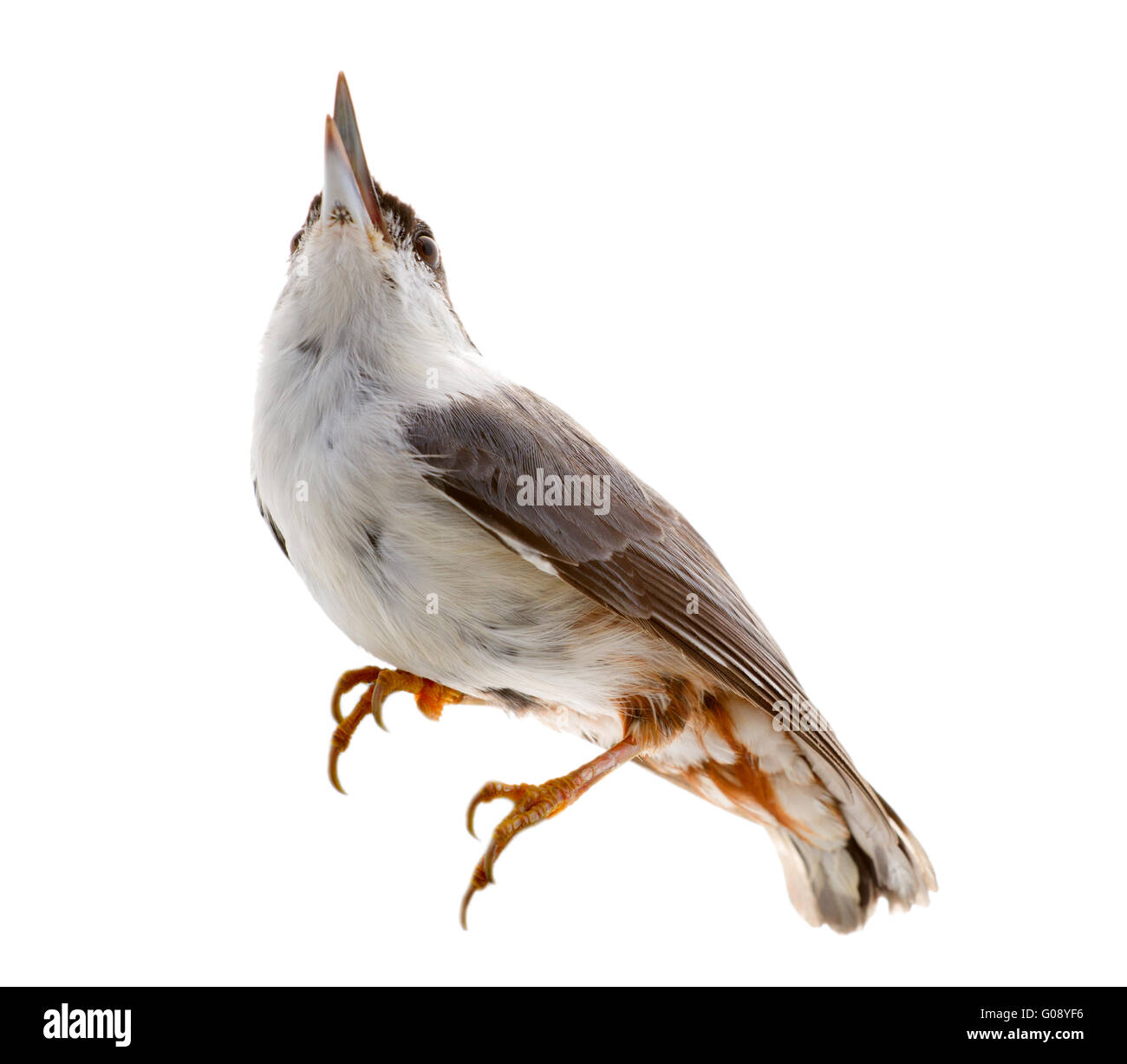 Vogel auf einem weißen Hintergrund isoliert. Nussknacker Stockfoto