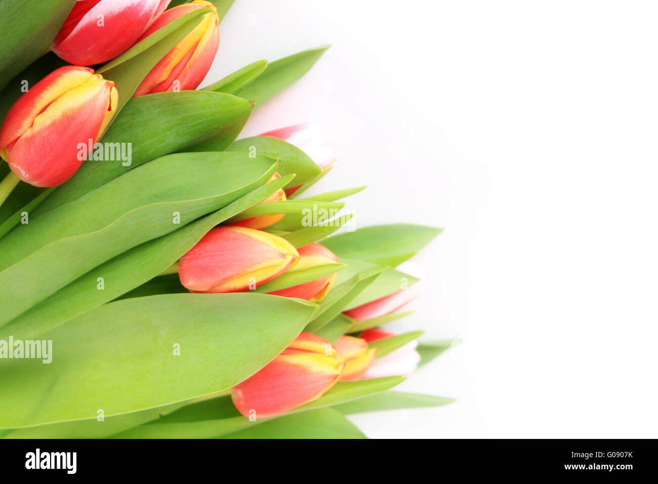 Schöne rosa Tulpen isoliert auf weißem Hintergrund Stockfoto