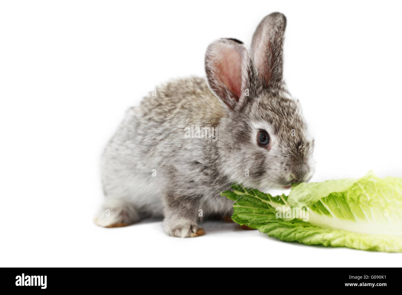 Graues Kaninchen Hase isoliert auf weißem Hintergrund Stockfoto