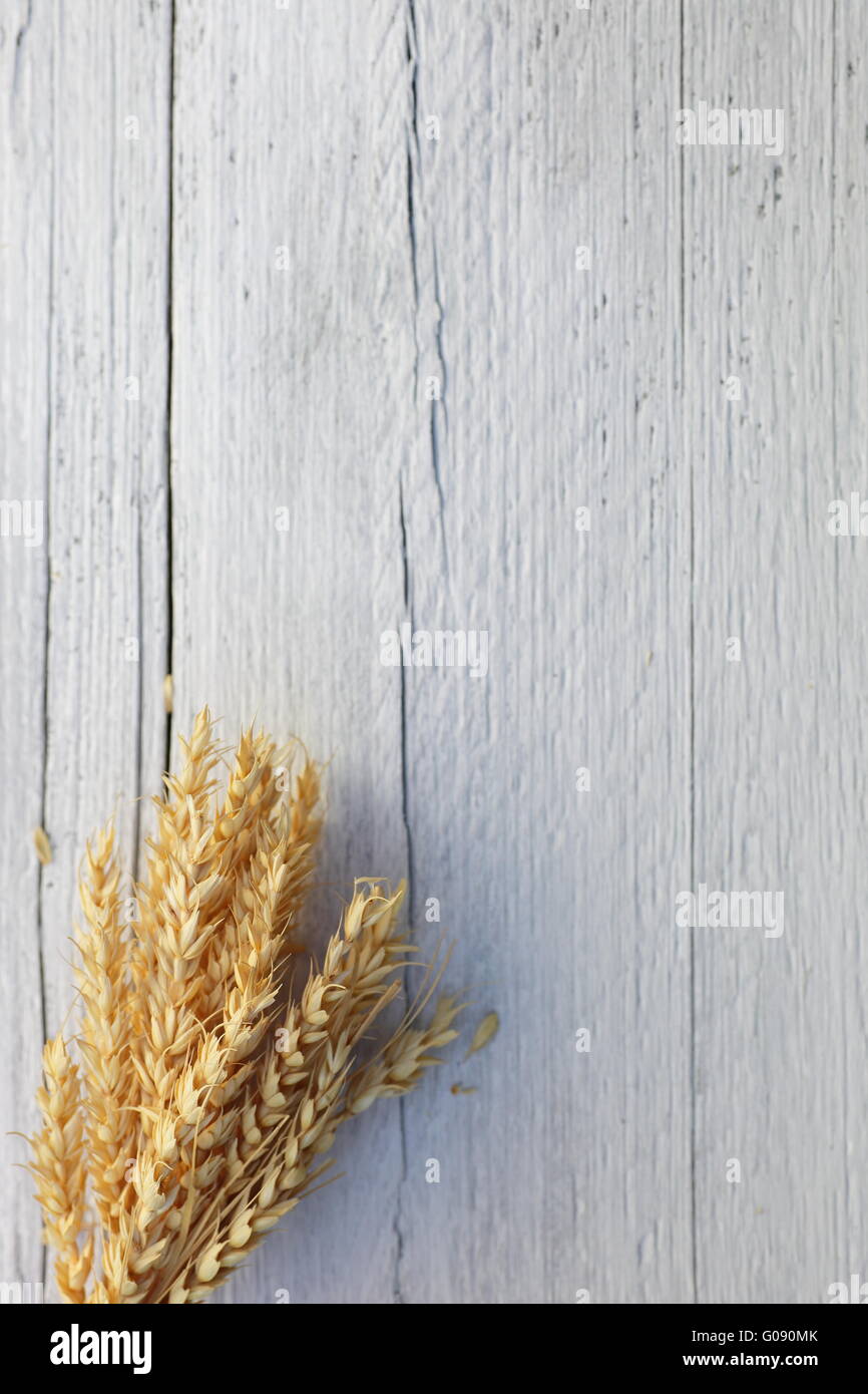 Reihe von reifen Weizen auf einem weißen Hintergrund Holz Stockfoto