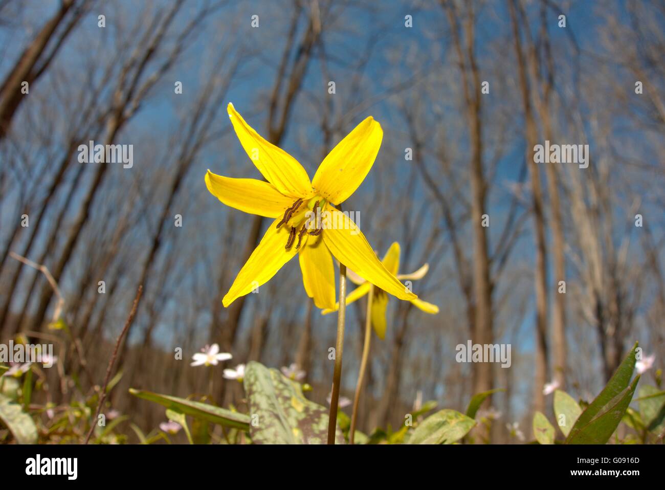Dies scheint eine gelbe Lilie Forelle Stockfoto