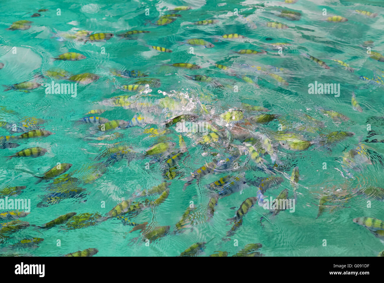 Tropische Fische kämpfen für Brot, Pileh Lagune, Ko Phi Phi Lee Stockfoto