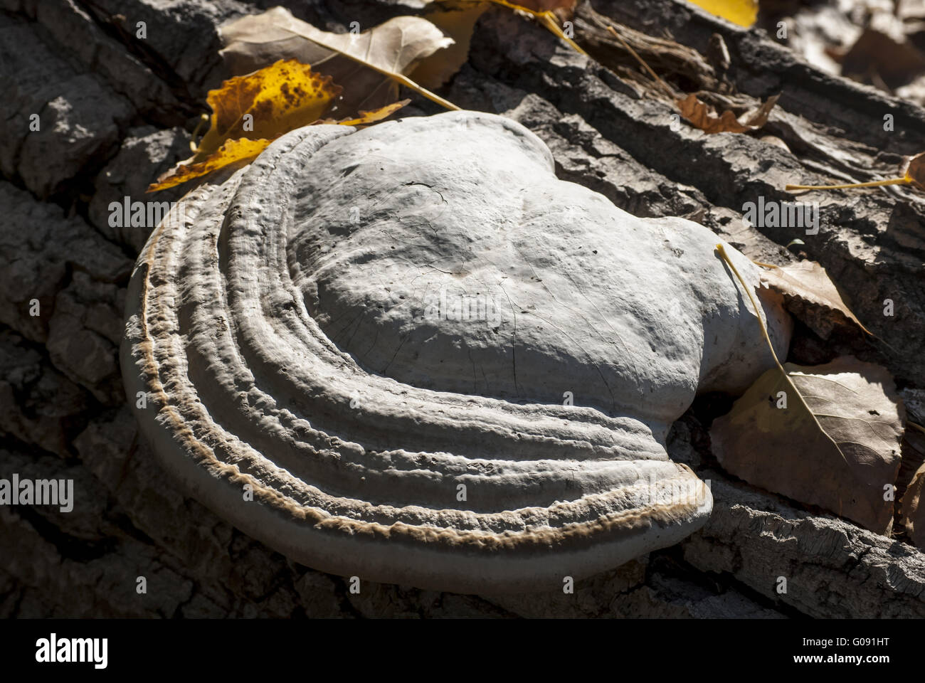 Großer baumpilz auf Baumrinde und Herbstlaub Stockfoto