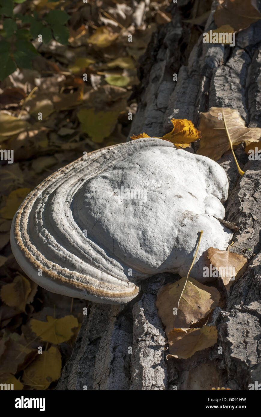 Großer baumpilz auf Baumrinde und Herbstlaub Stockfoto