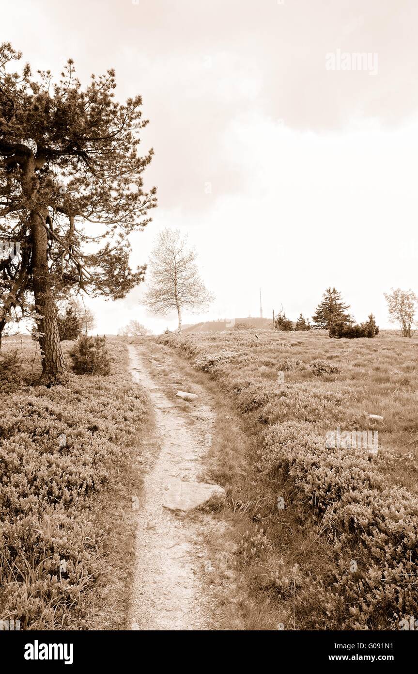 Hoher Kopf mit Hornisgrinde Schwarzwald Deutschland Stockfoto
