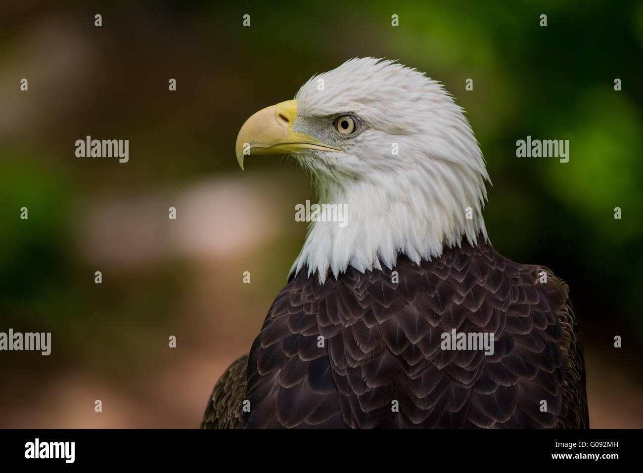 Weißkopf-Seeadler schließen sich auf der Suche Links mit grüner Baum Unschärfe im Hintergrund Stockfoto