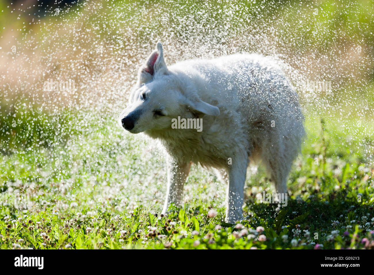Niedlichen Hund schüttelt sich trocken in einem Spray des Wassers Stockfoto