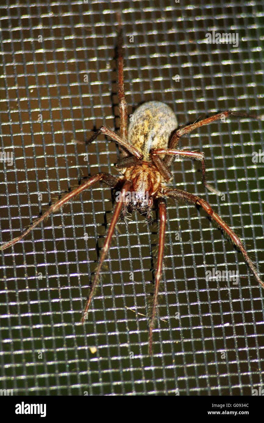 Spinne, Insekten Stockfoto