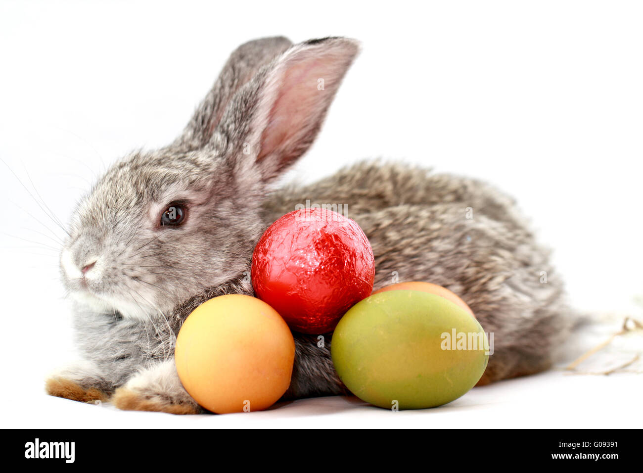 Niedlichen graue Kaninchen mit Ostereiern isoliert auf weiss Stockfoto