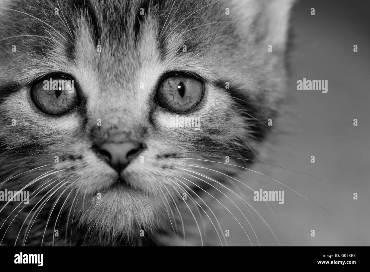 Close-up Portrait von Tabby Hauskatze - schwarz / weiß Stockfoto