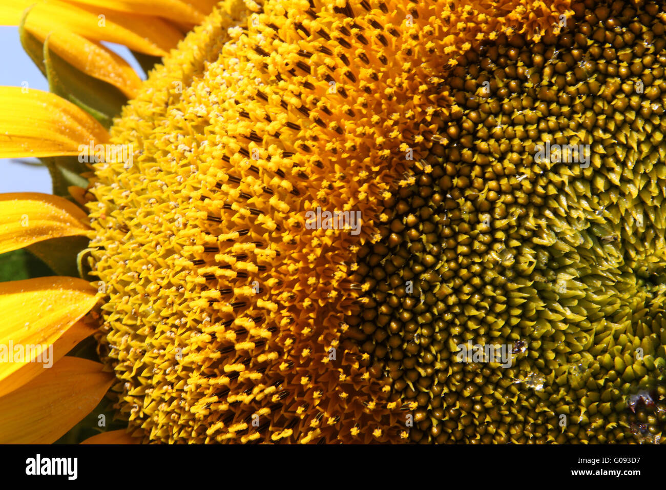 Sonnenblume Stockfoto