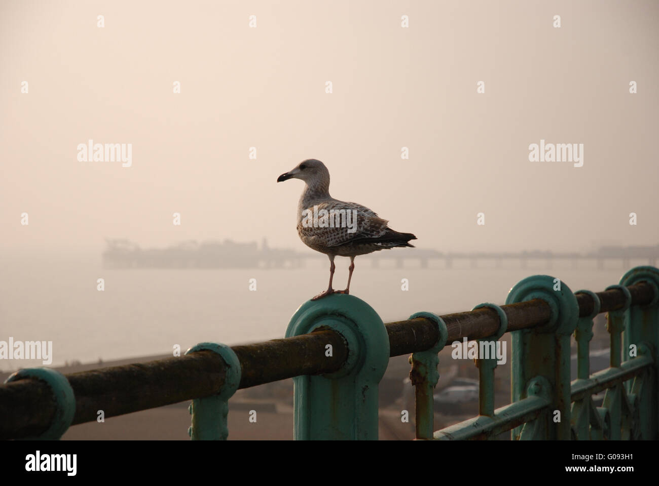 Möwe mit sehr nebligen Himmel und Brighton Pier in der Ferne Stockfoto