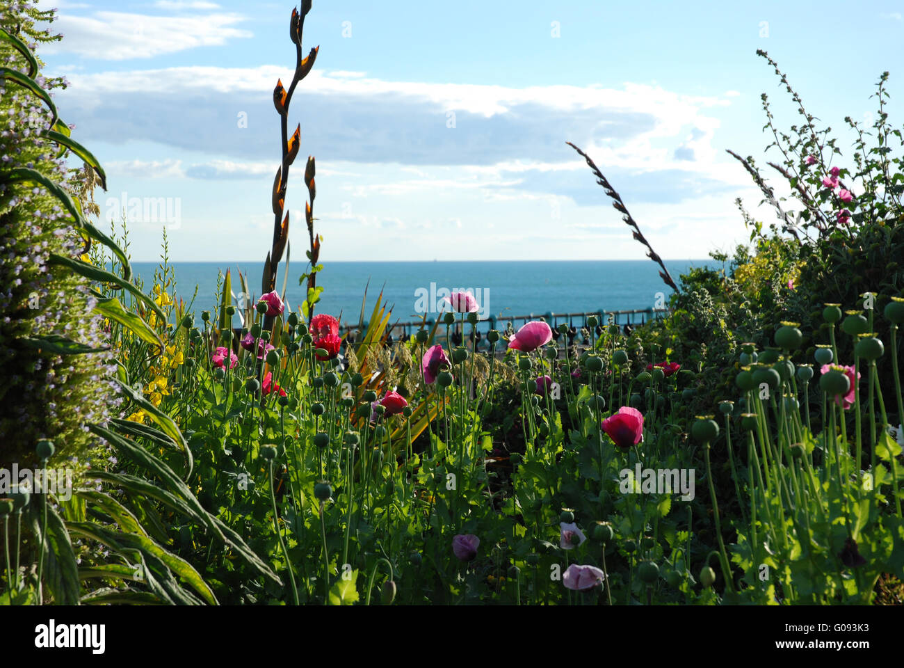 Scarlet/lila Mohn/Blumen mit dem Meer im Hintergrund Stockfoto