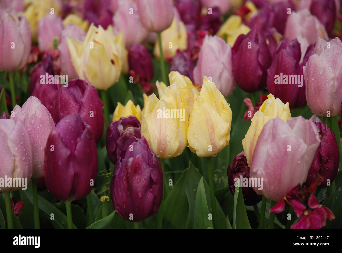 Tulpen gelb und dunkel/hell lila hautnah Stockfoto
