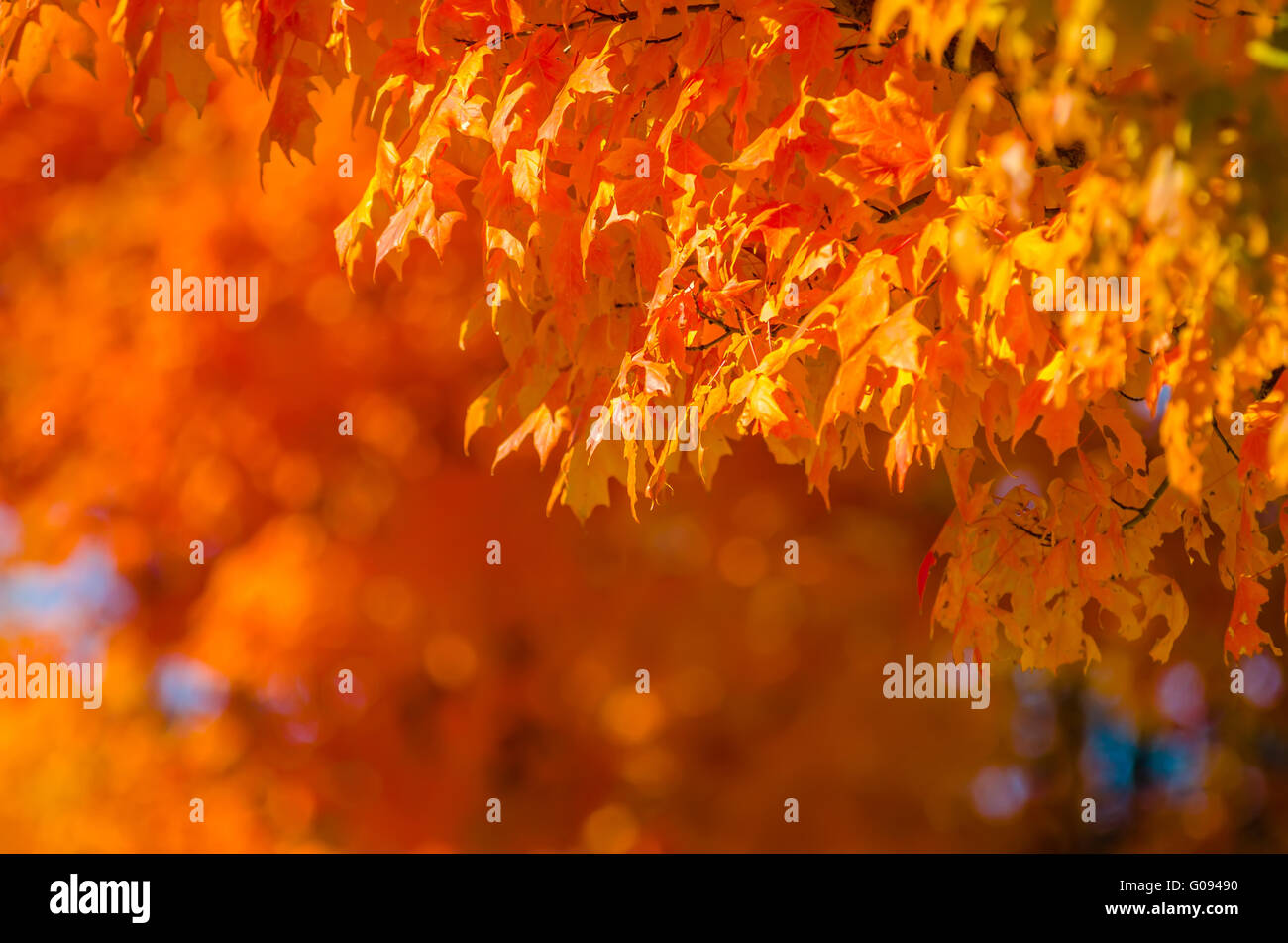Herbstfarben im südlichen Stadtgrenze Ende November Stockfoto