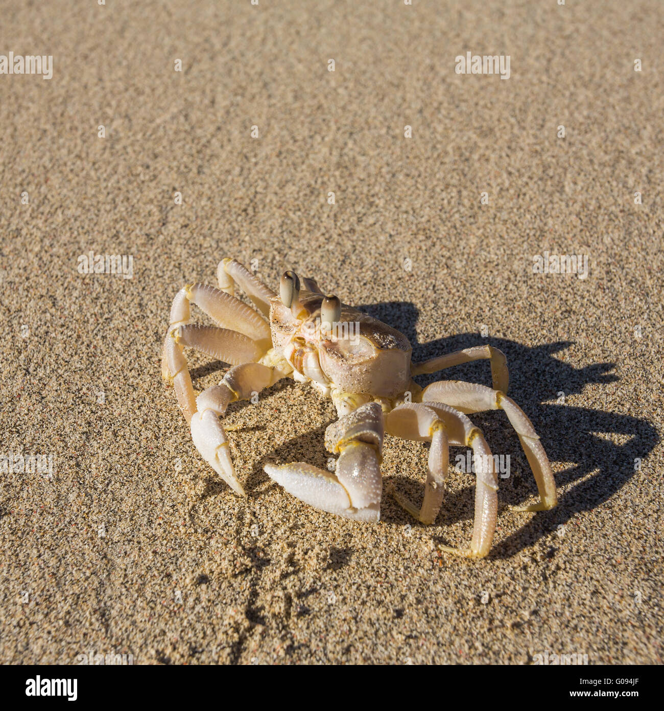 Ghost Krabben am Strandsand Stockfoto