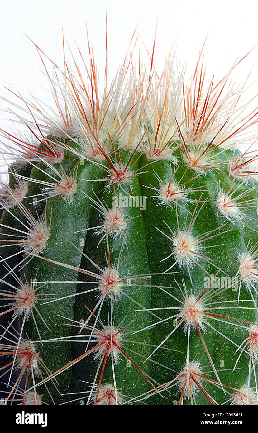 Grüner Kaktus Stockfoto