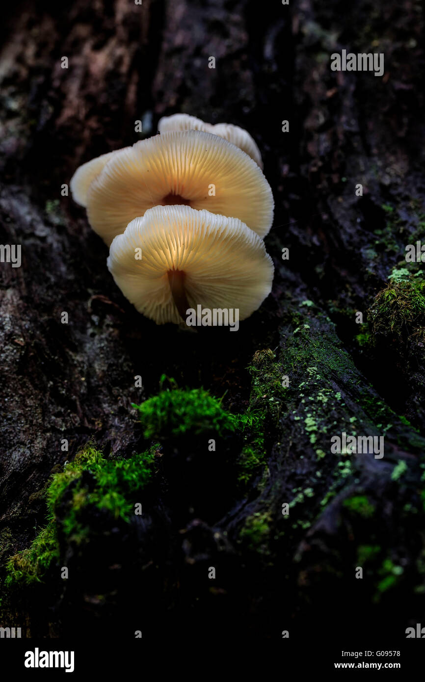 Pilze von unten Stockfoto