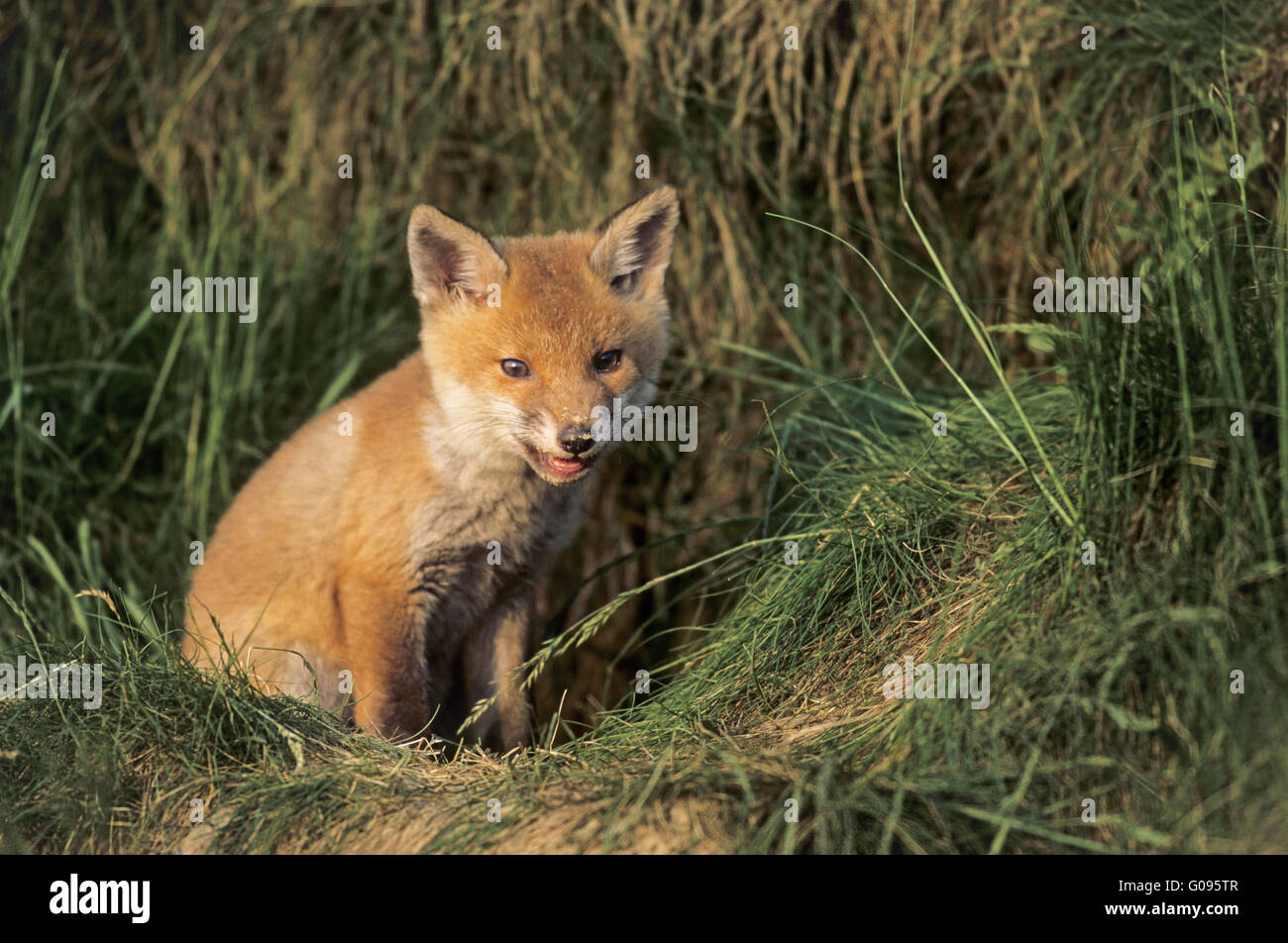 Red Fox Kit sitzen vor den Fuchsbau Stockfoto