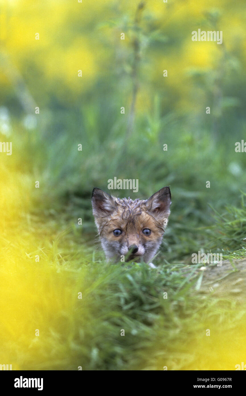 Red Fox Kit Blick unverwandt aus der Höhle Stockfoto