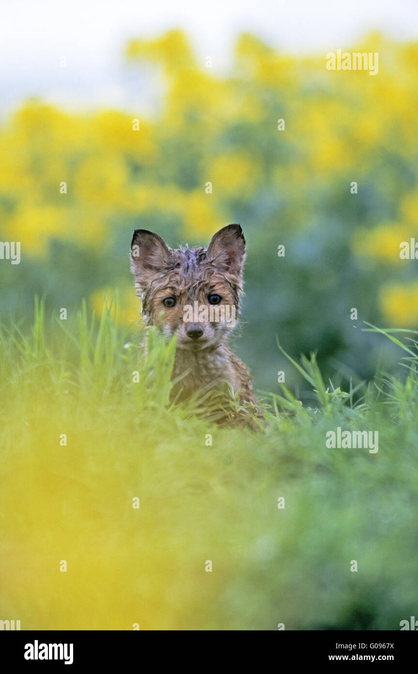 Red Fox Kit Blick unverwandt aus der Höhle Stockfoto