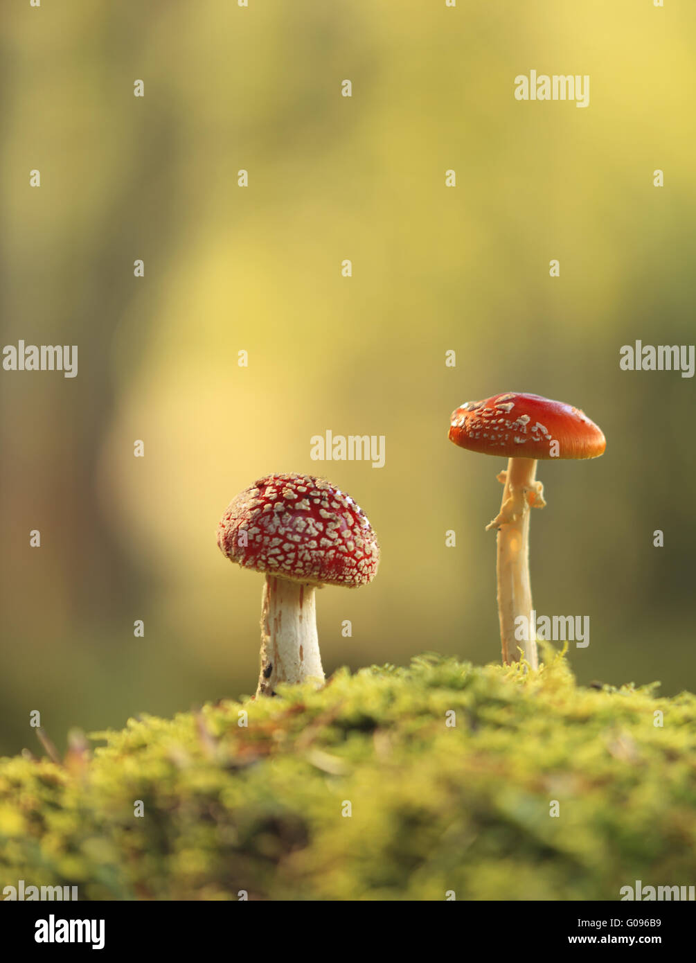 Fliegenpilz (Amanita Muscaria) Stockfoto