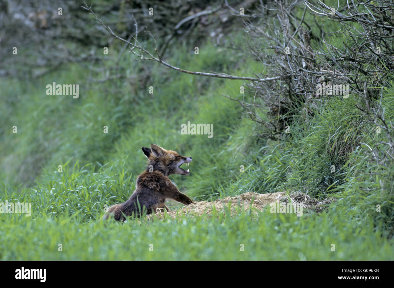 Roter Fuchs Füchsin Gähnen vor Foxs Fuchsbau Stockfoto