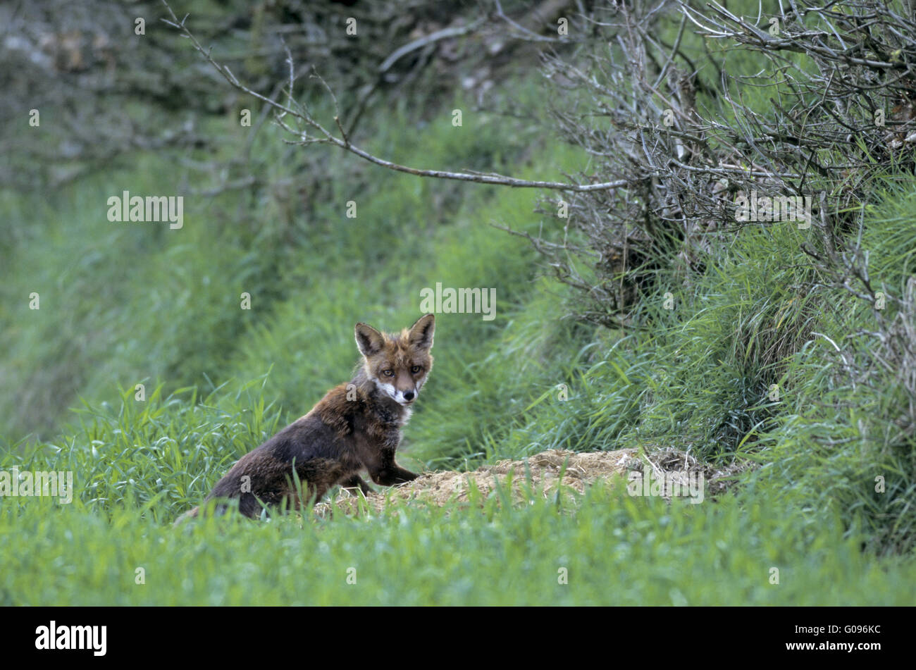 Rotfuchs Vixen sitzt vor Foxs Fuchsbau Stockfoto