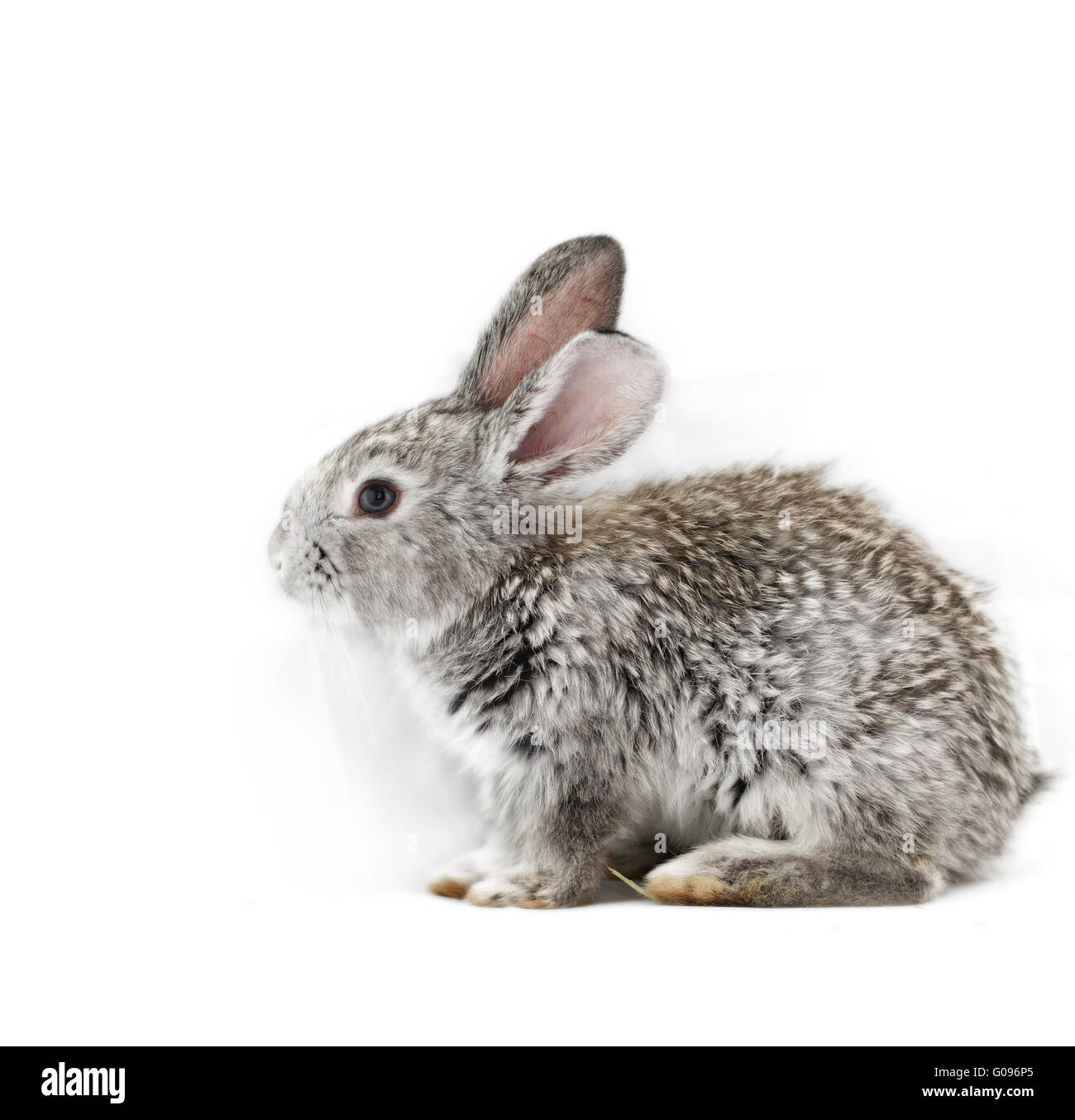 Niedlichen graue Kaninchen isoliert auf weißem Hintergrund Stockfoto
