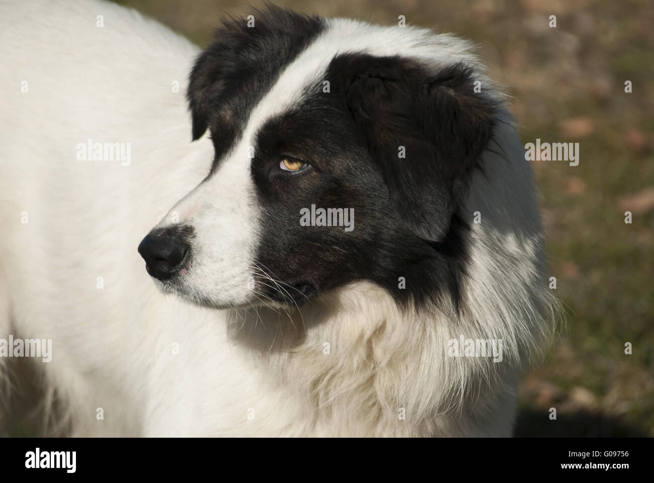 Leiter des jungen schwarzen und weißen Schäferhund Stockfoto