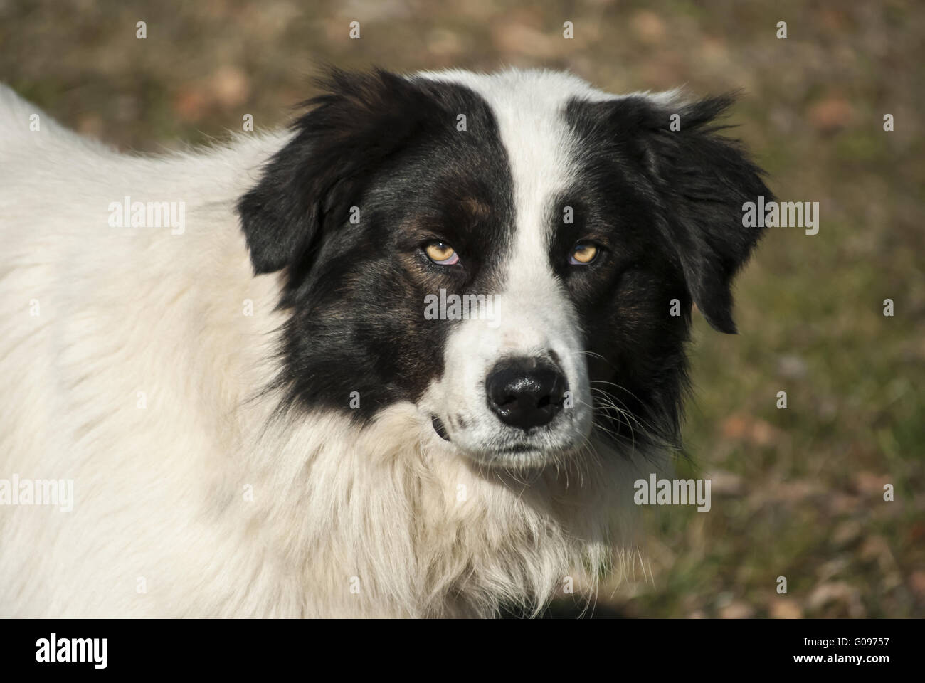 Leiter des jungen schwarzen und weißen Schäferhund Stockfoto