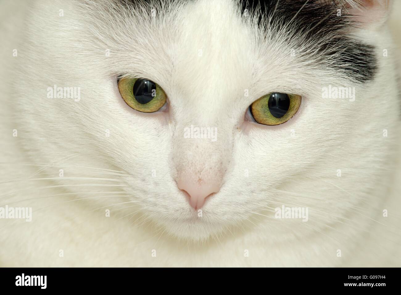 Katze Stockfoto