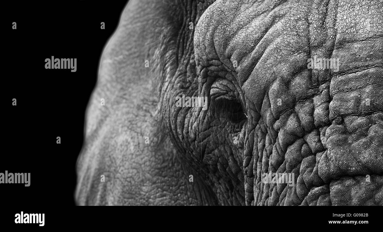 Elefant Stockfoto