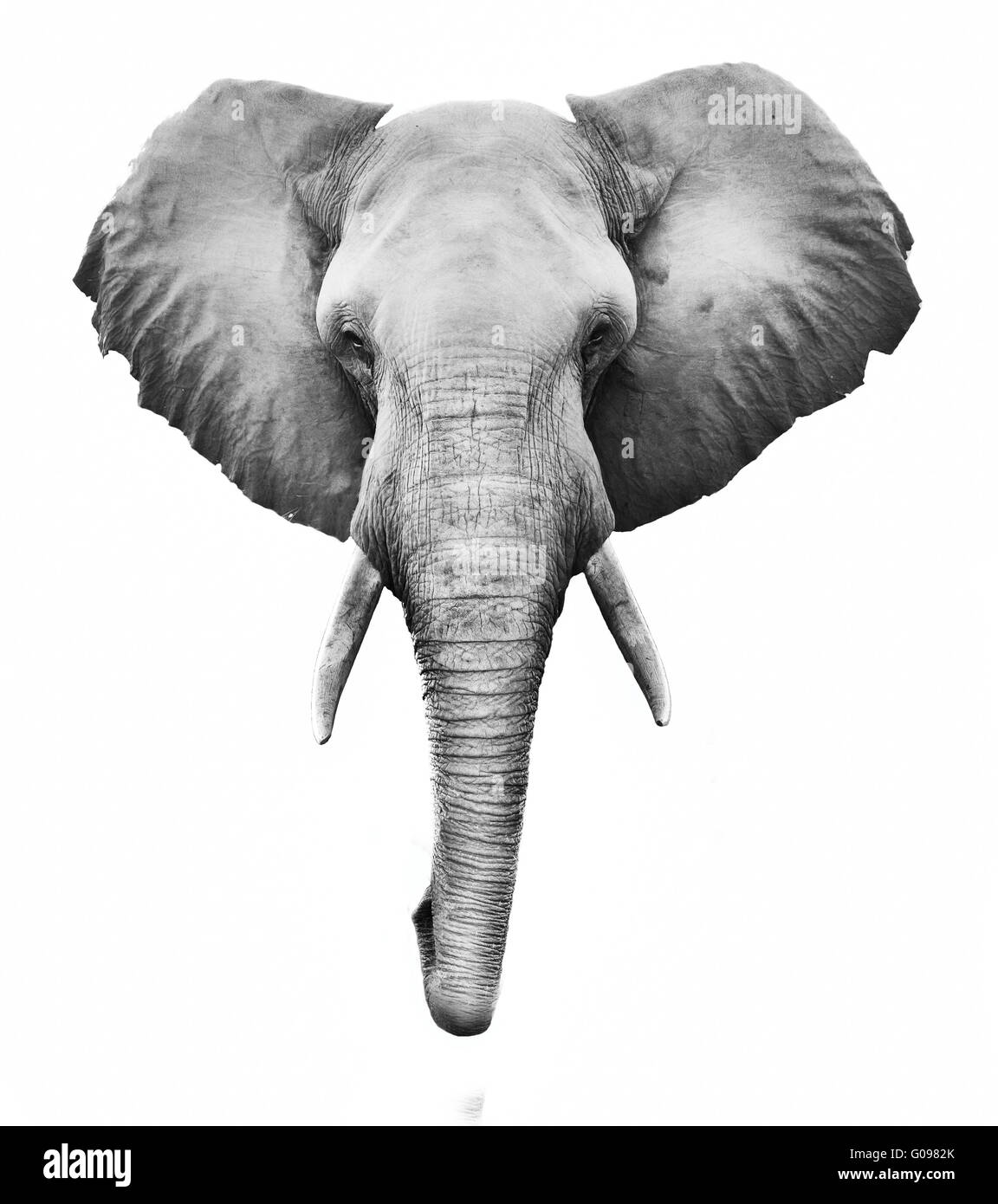 Elefant Stockfoto