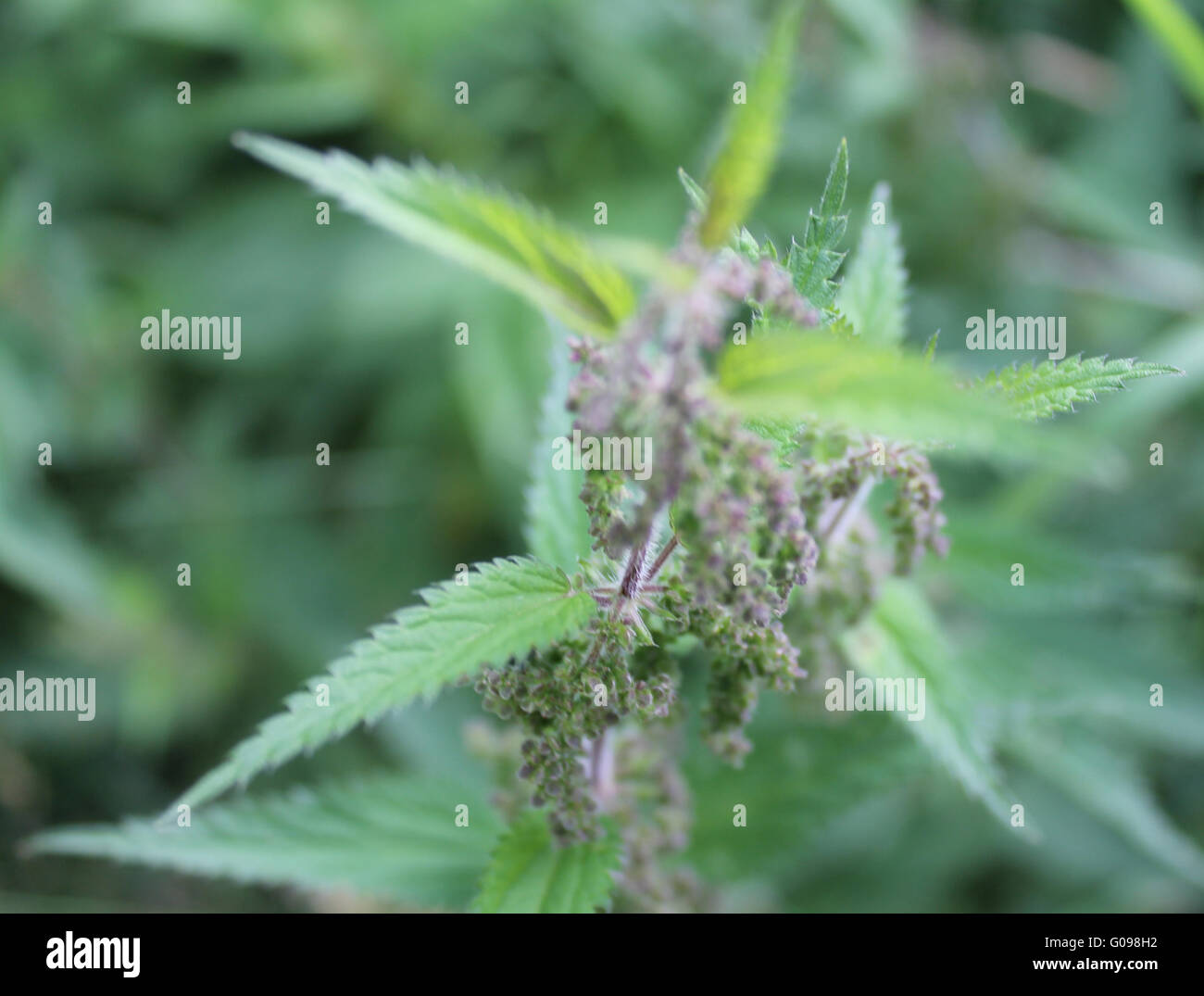Natur brennnessel -Fotos und -Bildmaterial in hoher Auflösung – Alamy