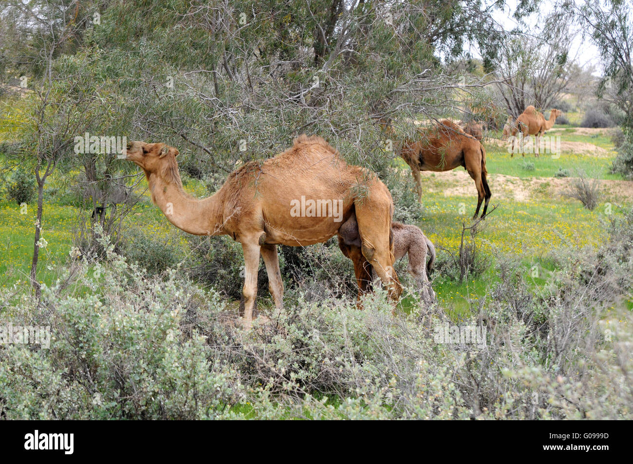 Kamele, die Beweidung auf Zweigen Stockfoto